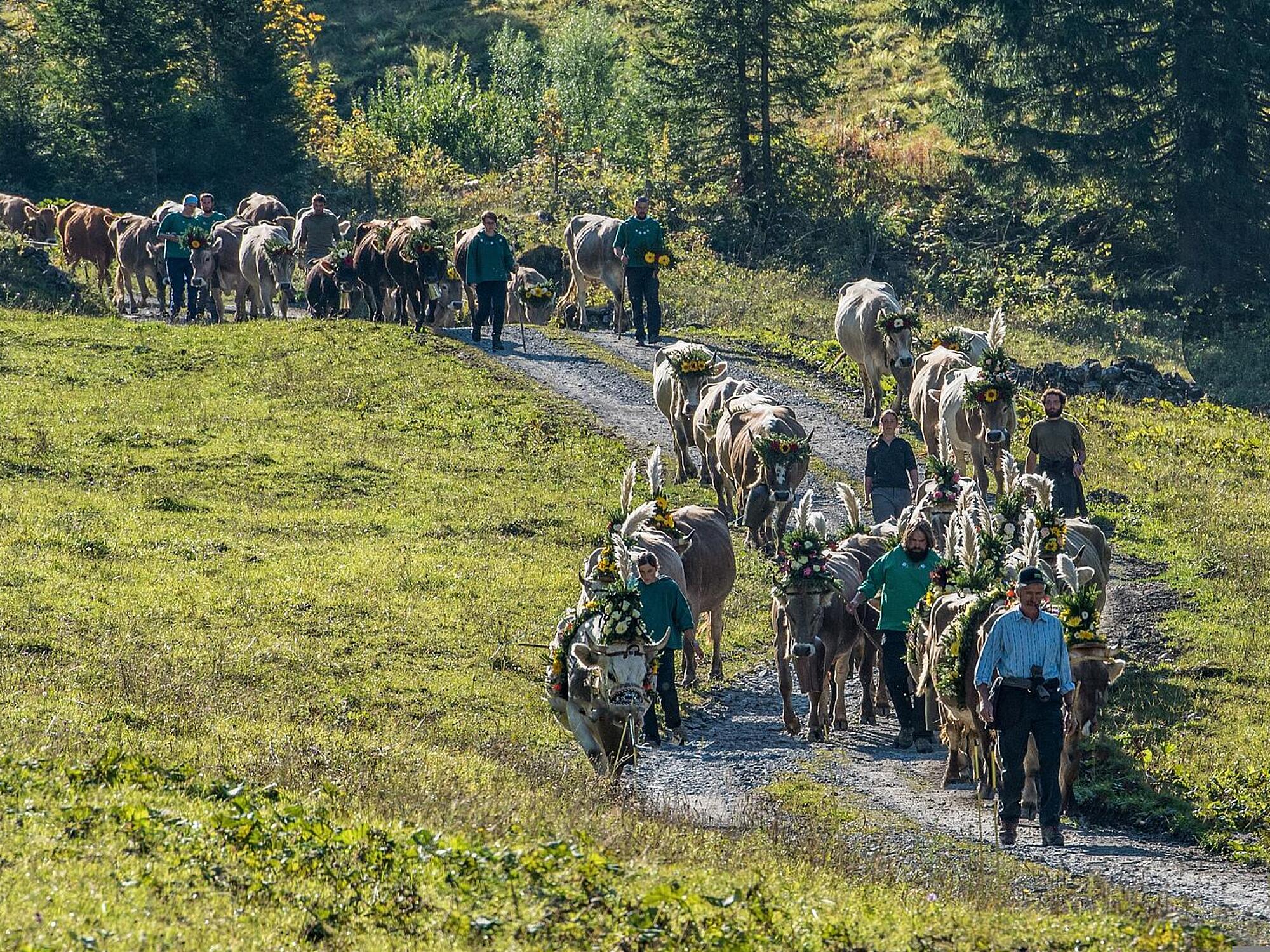 Kühe mit Blumenschmuck werden einen Weg in den Alpen hinunter geführt